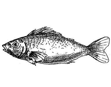 Public Domain images 27 line drawing of gold fish
